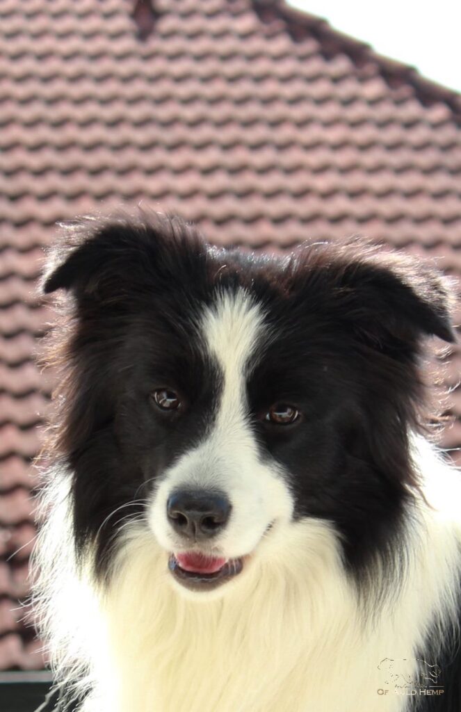 Daphney of Auld Hemp Wurfplanung E-Wurf Border Collies April 2024