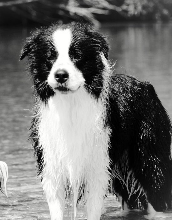 In Erinnerung an Austin of Auld Hemp Border Collies of Auld Hemp Niederösterreich, Austria