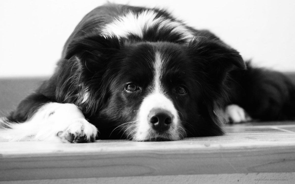 Border Collies of Auld Hemp