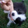 Kennenlernen der Border Collies of Auld Hemp Unsere Zucht