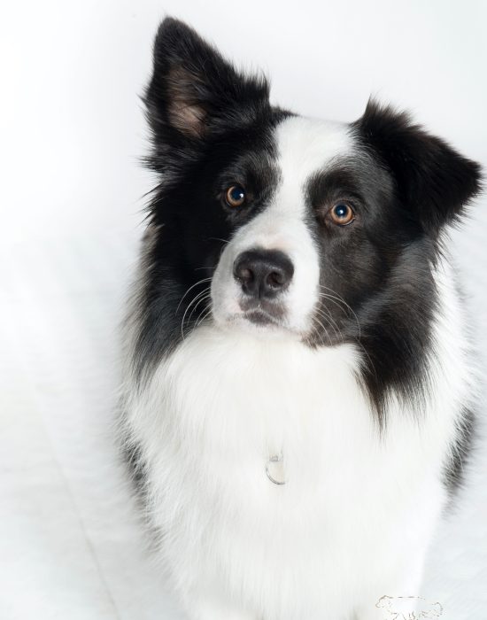 Charon Border Collies of Auld Hemp