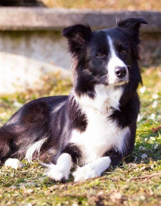 Mädchen - Astra von Ruine Vanstorff Border Collies of Auld Hemp