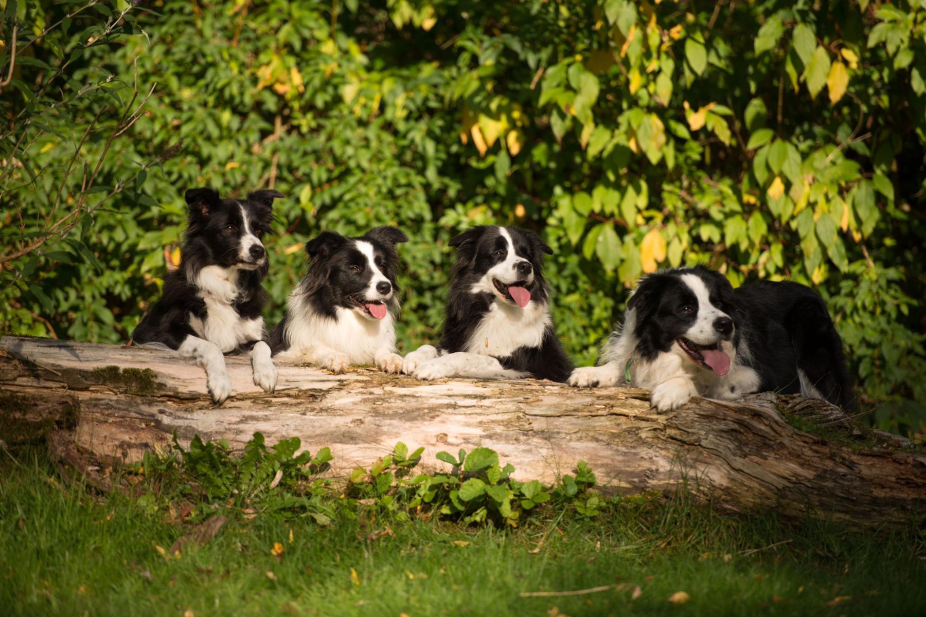 Unsere Zucht - Border Collies of Auld Hemp