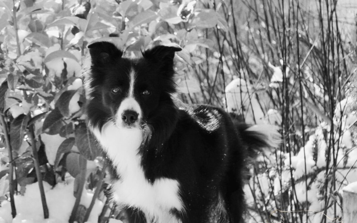 "Mädchen" - Border Collies of Auld Hemp Astra von Ruine Vanstorff